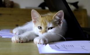 kitten laying on papers on desk in Office