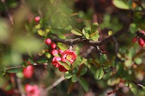 Tree Flowers