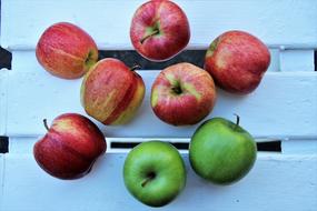 red and green apples on the white background