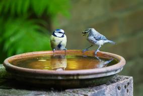 two tits on side of water fountain