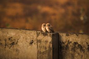 Owls Pair Love