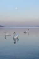 Swans Bird pond