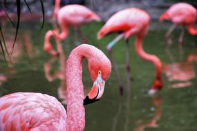 pink Flamingos Herd Plumage