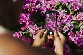 phone photo flowers