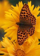 closeup view of Butterfly on Yellow Flower