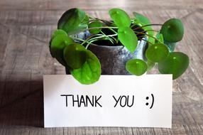 Thank You Card green pot
