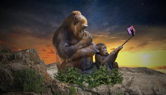 Monkey Selfie Camera banner