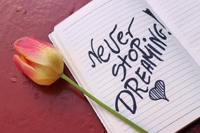 never stop dreaming flower
