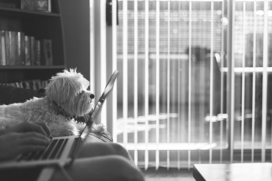 Macbook and dog
