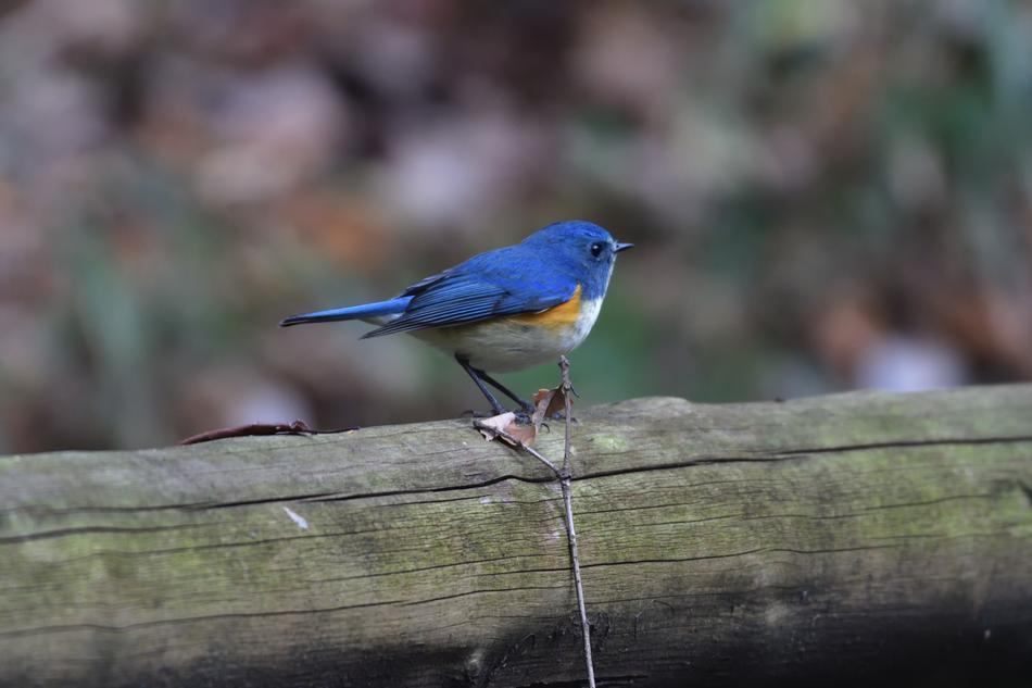 Natural Bird Wild