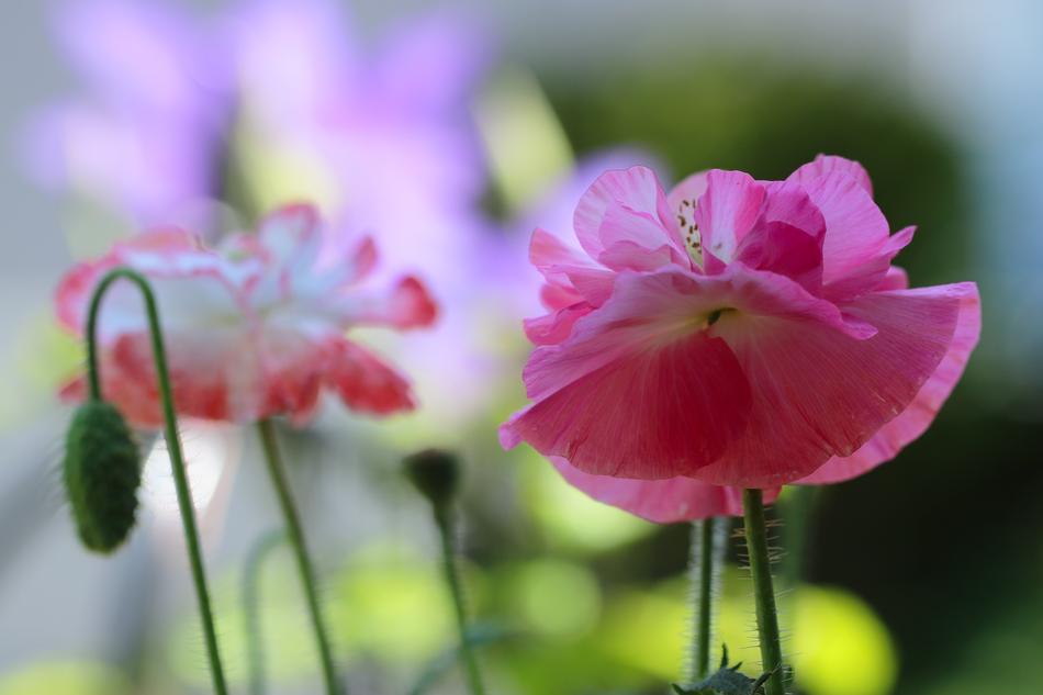 Corn Poppy
