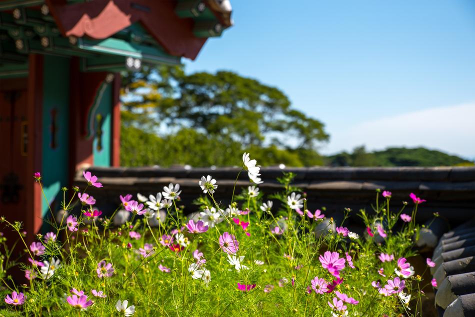 flowers on the roof