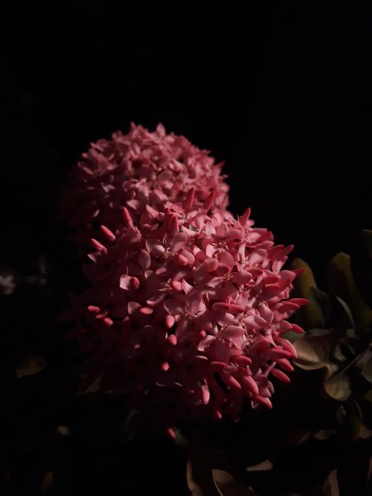 Pink Chennai Flowers at dark