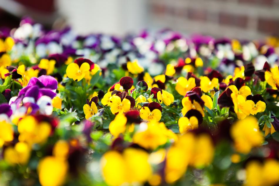 Beautiful, colorful and blooming flowers near the brick building