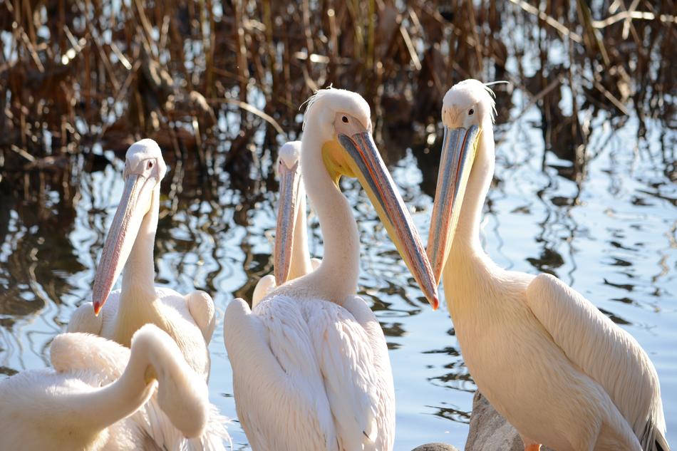 pelicans in the zoo in winter