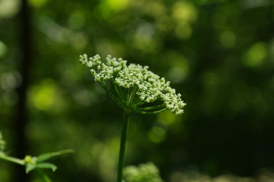 Close-up of the beautiful, blooming, white and green flowers, on the green stem, at blurred background