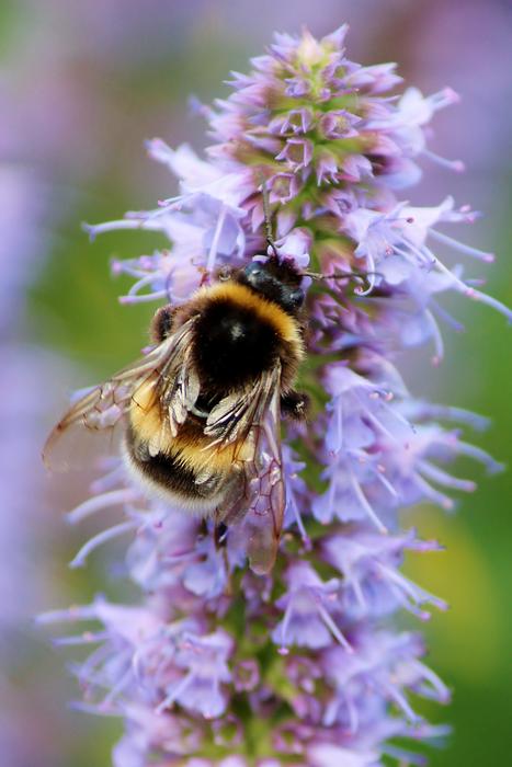 fluffy bumblebee on a purple flower, close-up