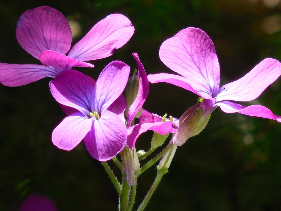 Purple Money Plants