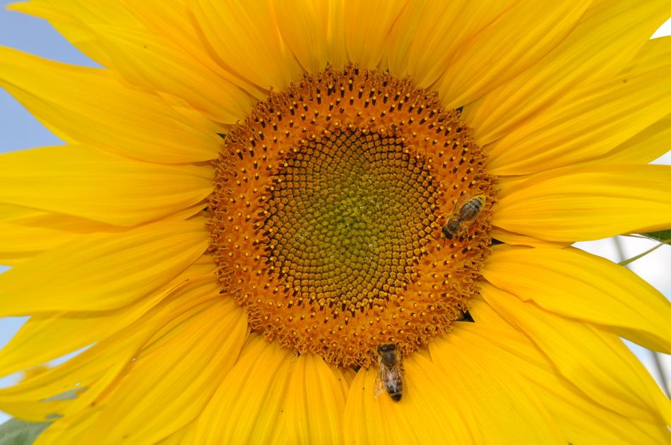 Sunflower Bee Nature
