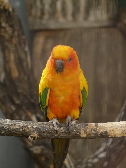 Sun Parakeet on a blurred background