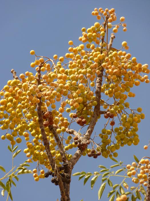 tree with yellow berries on a blue sky background