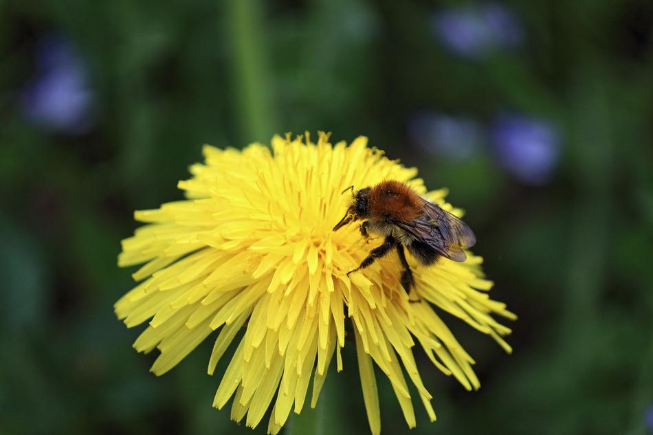 Bee Blossom Bloom