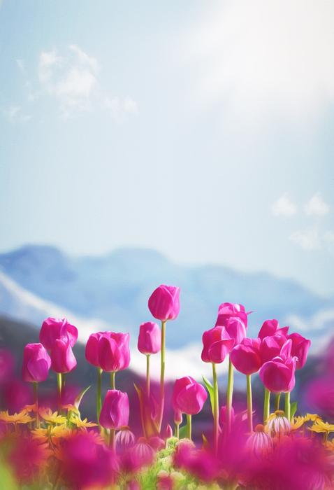 blooming purple tulips on a background of snowy mountains