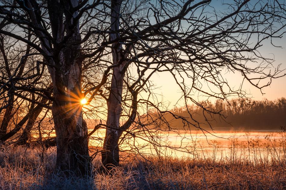 dawn through a tree on the elbe