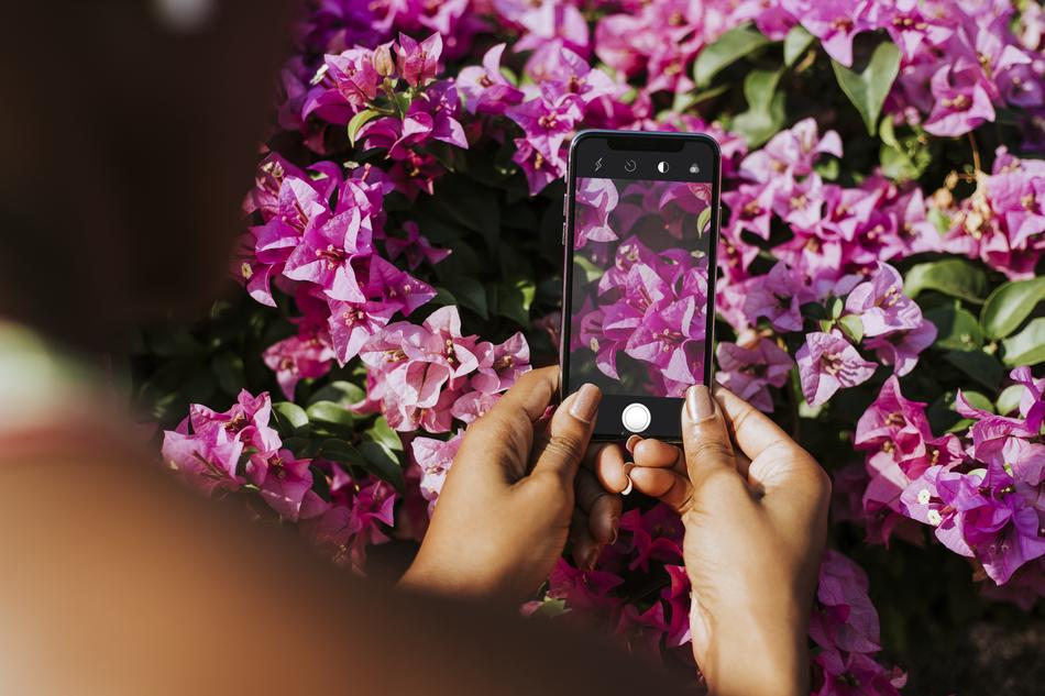 phone photo flowers