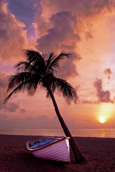 palm and boat at sunset