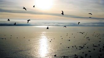flock of gulls above sea at morning