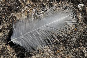 background with white feather