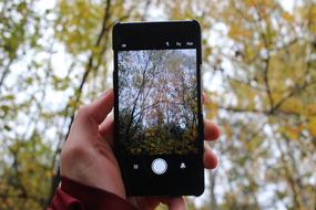 person taking photo of Autumn forest with Mobile Phone Camera