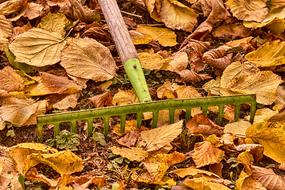 green rake on autumn foliage