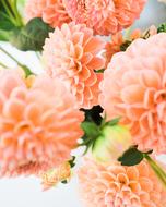 Dalia Flowers Petals pink