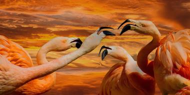 four Flamingos together at hot color sky