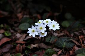 white spring flowers on the forest cover