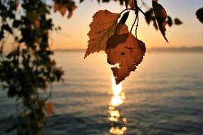 Sunrise Autumn tree