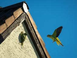 parrots build a nest on the gable of a building