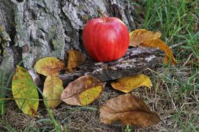 Autumn, Red Apple and dry leaves