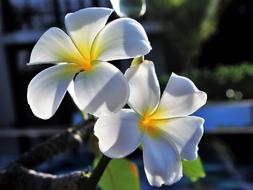 blue white Flower Nature Plant