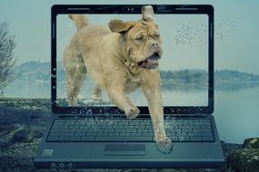 fantastic image dog runs out of laptop screen