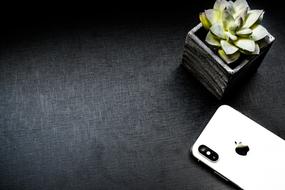 iphone and succulent plant on the table