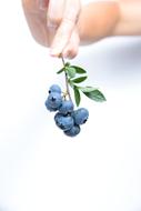 Blueberry small Fruit