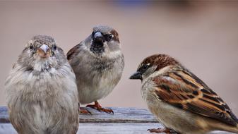 three sparrows on a wooden bench