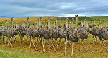 ostriches in a pasture on a farm