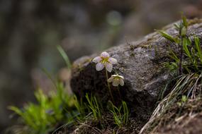 tiny wildflowers at mossy stone
