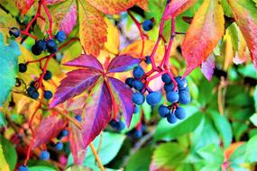 black wild grapes and colorful leaves