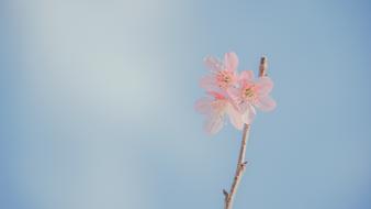 Pastel Flower on twig at sky, Romantic background