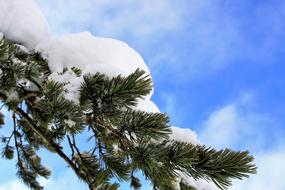 Winter Christmas Tree snow